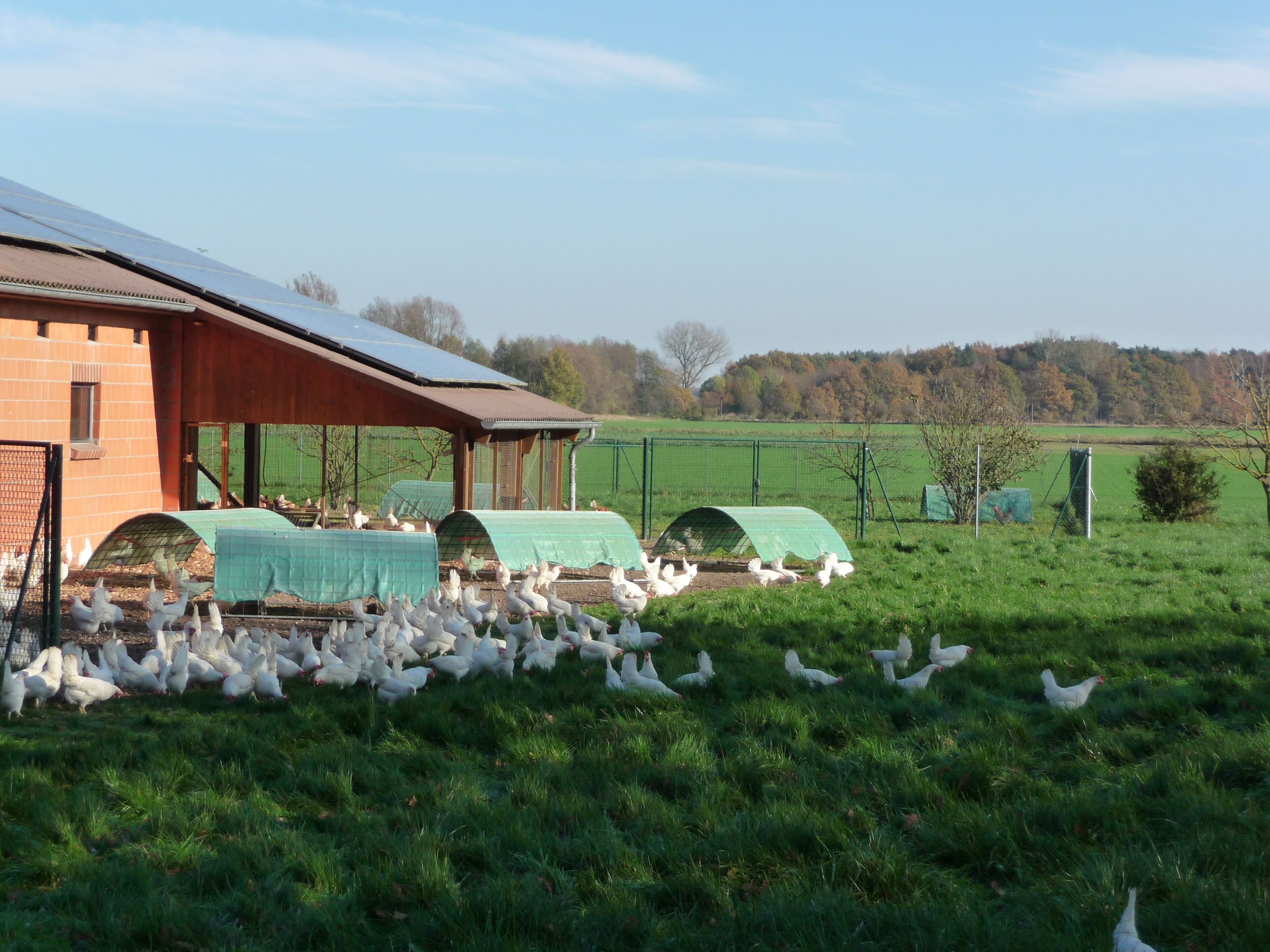  Hühner vor dem Stall